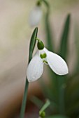 CHELSEA PHYSIC GARDEN, LONDON: CLOSE UP PLANT PORTRAIT OF SNOWDROP - GALANTHUS PLICATUS RICHARD BLAKEWAY PHILLIPS -  SNOWDROP, WHITE, FLOWER, GREEN MARKINGS, BULB, WINTER, JANUARY