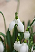 CHELSEA PHYSIC GARDEN, LONDON: CLOSE UP PLANT PORTRAIT OF SNOWDROP - GALANTHUS FALKLAND HOUSE -  SNOWDROP, WHITE, FLOWER, GREEN MARKINGS, BULB, WINTER, JANUARY