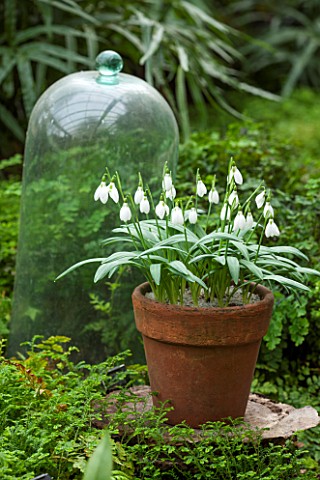 CHELSEA_PHYSIC_GARDEN_LONDON_GLASS_CLOCHE_AND_TERRACOTTA_CONTAINER_WITH_SNOWDROPS__GALANTHUS_PLICATU