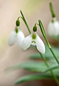 CHELSEA PHYSIC GARDEN, LONDON: CLOSE UP PLANT PORTRAIT OF SNOWDROP - GALANTHUS PLICATUS CELADON -  SNOWDROP, WHITE, FLOWER, GREEN MARKINGS, BULB, WINTER, JANUARY