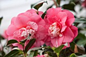 CHISWICK HOUSE CAMELLIA SHOW / COLLECTION, CHISWICK HOUSE AND GARDENS, LONDON: CLOSE UP PLANT PORTRAIT OF THE PINK FLOWERS OF CAMELLIA JAPONICA ELEGANS. FLOWER, FLOWERS, FEBRUARY