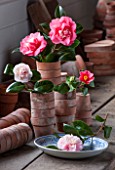 CHISWICK HOUSE CAMELLIA SHOW / COLLECTION, CHISWICK HOUSE AND GARDENS, LONDON: CAMELLIAS IN OLD TERRACOTTA FLOWER POTS IN THE POTTING SHED BEHIND THE CONSERVATORY IN FEBRUARY