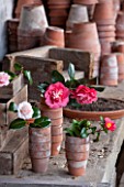CHISWICK HOUSE CAMELLIA SHOW / COLLECTION, CHISWICK HOUSE AND GARDENS, LONDON: CAMELLIAS IN OLD TERRACOTTA FLOWER POTS IN THE POTTING SHED BEHIND THE CONSERVATORY IN FEBRUARY