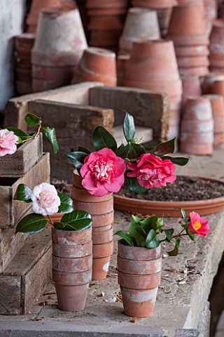 CHISWICK_HOUSE_CAMELLIA_SHOW__COLLECTION_CHISWICK_HOUSE_AND_GARDENS_LONDON_CAMELLIAS_IN_OLD_TERRACOT