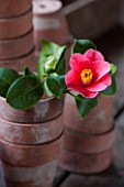 CHISWICK HOUSE CAMELLIA SHOW / COLLECTION, CHISWICK HOUSE AND GARDENS, LONDON: CAMELLIA JAPONICA RUBRA  IN OLD TERRACOTTA FLOWER POTS IN THE POTTING SHED BEHIND THE CONSERVATORY