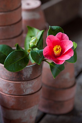 CHISWICK_HOUSE_CAMELLIA_SHOW__COLLECTION_CHISWICK_HOUSE_AND_GARDENS_LONDON_CAMELLIA_JAPONICA_RUBRA__