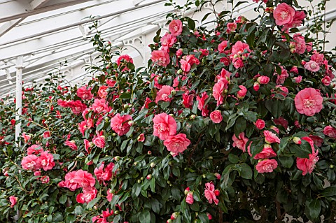 CHISWICK_HOUSE_CAMELLIA_SHOW__COLLECTION_CHISWICK_HOUSE_AND_GARDENS_LONDON_CAMELLIA_JAPONICA_ELEGANS