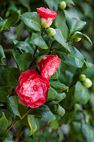 CHISWICK_HOUSE_CAMELLIA_SHOW__COLLECTION_CHISWICK_HOUSE_AND_GARDENS_LONDON_CLOSE_UP_PLANT_PORTRAIT_O