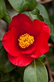 CHISWICK HOUSE CAMELLIA SHOW / COLLECTION, CHISWICK HOUSE AND GARDENS, LONDON: CLOSE UP PLANT PORTRAIT OF RED FLOWER OF CAMELLIA JAPONICA AITONIA. SINGLE, SHRUB, FEBRUARY