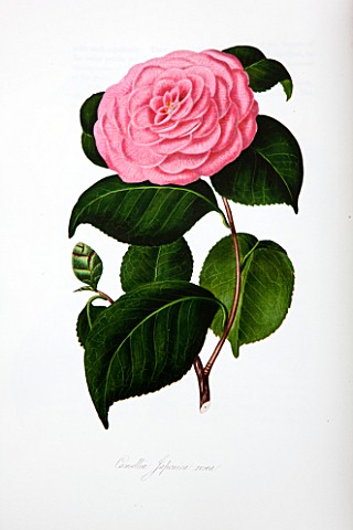 CHISWICK_HOUSE_CAMELLIA_SHOW__COLLECTION_CHISWICK_HOUSE_AND_GARDENS_LONDON_DETAIL_OF_BOOK_ABOUT_CAME