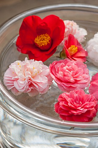 CHISWICK_HOUSE_CAMELLIA_SHOW__COLLECTION_CHISWICK_HOUSE_AND_GARDENS_LONDON_CAMELLIAS_FLOATING_IN_A_B