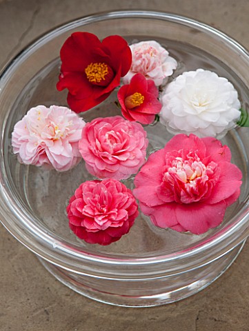 CHISWICK_HOUSE_CAMELLIA_SHOW__COLLECTION_CHISWICK_HOUSE_AND_GARDENS_LONDON_CAMELLIAS_FLOATING_IN_A_B