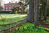RODE HALL AND GARDENS, CHESHIRE: THE HALL SEEN FROM THE WOODLAND WITH DAFFODILS - NARCISSUS - GROWING IN THE FOREGROUND. SPRING, WOOD, WOODS, COUNTRY GARDEN, FEBRUARY