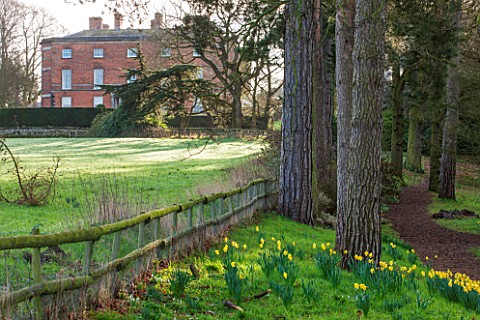 RODE_HALL_AND_GARDENS_CHESHIRE_THE_HALL_SEEN_FROM_THE_WOODLAND_WITH_DAFFODILS__NARCISSUS__GROWING_IN