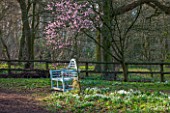 RODE HALL AND GARDENS, CHESHIRE: BLUE WOODEN BENCH / SEAT IN WOODLAND WITH SNOWDROPS AND SCENTED CHERRY IN BLOSSOM - PRUNUS BLIREANA. ORNAMENTAL PLUM, FEBRUARY, COUNTRY GARDEN