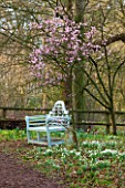 RODE HALL AND GARDENS, CHESHIRE: BLUE WOODEN BENCH / SEAT IN WOODLAND - SNOWDROPS, CHERRY IN BLOSSOM - PRUNUS BLIREANA. ORNAMENTAL PLUM. FEBRUARY, COUNTRY GARDEN, SCENT, SCENTED