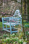 RODE HALL AND GARDENS, CHESHIRE: BLUE WOODEN BENCH / SEAT IN WOODLAND - SNOWDROPS, CHERRY IN BLOSSOM - PRUNUS BLIREANA. ORNAMENTAL PLUM. FEBRUARY, COUNTRY GARDEN, SCENT, SCENTED