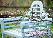 RODE HALL AND GARDENS, CHESHIRE: BLUE WOODEN BENCH / SEAT IN WOODLAND - CHERRY IN BLOSSOM - PRUNUS BLIREANA. ORNAMENTAL PLUM. FEBRUARY, COUNTRY GARDEN, SCENT, SCENTED
