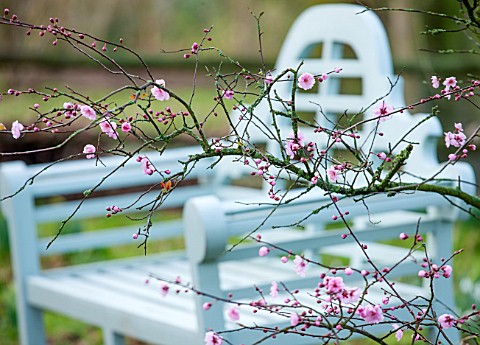 RODE_HALL_AND_GARDENS_CHESHIRE_BLUE_WOODEN_BENCH__SEAT_IN_WOODLAND__CHERRY_IN_BLOSSOM__PRUNUS_BLIREA