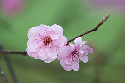 RODE_HALL_AND_GARDENS_CHESHIRE_CLOSE_UP_PLANT_PORTRAIT_OF_PINK_FLOWER_OF_CHERRY_IN_BLOSSOM__PRUNUS_B