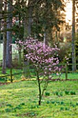 RODE HALL AND GARDENS, CHESHIRE: WOODLAND WITH SCENTED CHERRY IN BLOSSOM - PRUNUS BLIREANA. ORNAMENTAL PLUM, FEBRUARY, COUNTRY GARDEN
