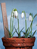 RODE HALL AND GARDENS, CHESHIRE: SNOWDROP THEATRE MADE OUT OF WARDROBE PAINTED BLUE WITH SNOWDROP - GALANTHUS GINNS IMPERATI IN TERRACOTTA . BULB, BULBS, WINTER, FEBRUARY