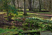 RODE HALL AND GARDENS, CHESHIRE: THE WOODLAND WITH SNOWDROPS AND STEW POND IN WOODLAND WITH WILLOW HERON SCULPTURE. COUNTRY GARDEN, FEBRUARY, WATER, POOL