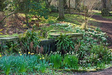 RODE_HALL_AND_GARDENS_CHESHIRE_THE_WOODLAND_WITH_SNOWDROPS_AND_STEW_POND_IN_WOODLAND_WITH_WILLOW_HER