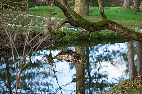 RODE_HALL_AND_GARDENS_CHESHIRE_STEW_POND_IN_WOODLAND_WITH_WILLOW_FISH_SCULPTURE_COUNTRY_GARDEN_FEBRU