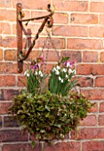 RODE HALL AND GARDENS, CHESHIRE: HANGING BASKET PLANTED WITH IVY, HELLEBORES AND SNOWDROPS - GALANTHUS NIVALIS
