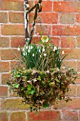 RODE HALL AND GARDENS, CHESHIRE: HANGING BASKET PLANTED WITH IVY, HELLEBORES AND SNOWDROPS - GALANTHUS NIVALIS