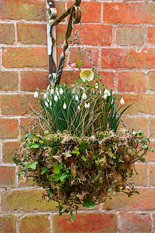 RODE_HALL_AND_GARDENS_CHESHIRE_HANGING_BASKET_PLANTED_WITH_IVY_HELLEBORES_AND_SNOWDROPS__GALANTHUS_N