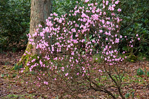RODE_HALL_AND_GARDENS_CHESHIRE_PINK_FLOWERS_OF_THE_SHRUB__RHODODENDRON_MUCRONULATUM_CORNELL_PINK_IN_