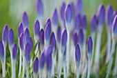 RODE HALL AND GARDENS, CHESHIRE: CLOSE UP PLANT PORTRAIT OF THE BLUE FLOWERS OF CROCUS TOMASINIANUS - BUD, PETALS, BULB, BULBS, FEBRUARY, SPRING