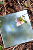RODE HALL AND GARDENS, CHESHIRE: HELLEBORE FACE REFLECTED IN A SQURE MIRROR ON THE GROUND