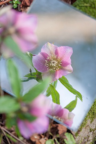 RODE_HALL_AND_GARDENS_CHESHIRE_HELLEBORE_FACE_REFLECTED_IN_A_SQURE_MIRROR_ON_THE_GROUND