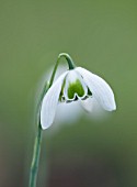 RODE HALL AND GARDENS, CHESHIRE: CLOSE UP PLANT PORTRAIT OF WHITE FLOWER OF SNOWDROP - GALANTHUS LAVINIA. BULB, FEBRUARY, GREEN AND WHITE