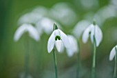RODE HALL AND GARDENS, CHESHIRE: CLOSE UP PLANT PORTRAIT OF WHITE FLOWER OF SNOWDROP - GALANTHUS LAVINIA. BULB, FEBRUARY, GREEN AND WHITE