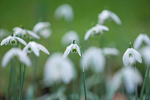 RODE_HALL_AND_GARDENS_CHESHIRE_CLOSE_UP_PLANT_PORTRAIT_OF_WHITE_FLOWER_OF_SNOWDROP__GALANTHUS_LAVINI