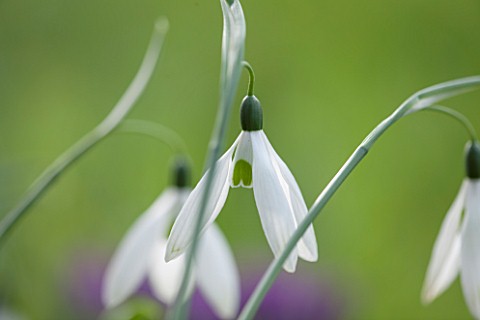 RODE_HALL_AND_GARDENS_CHESHIRE_CLOSE_UP_PLANT_PORTRAIT_OF_WHITE_FLOWER_OF_SNOWDROP__GALANTHUS_COMET_