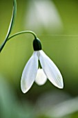 RODE HALL AND GARDENS, CHESHIRE: CLOSE UP PLANT PORTRAIT OF WHITE FLOWER OF SNOWDROP - GALANTHUS COMET. BULB, FEBRUARY, GREEN AND WHITE