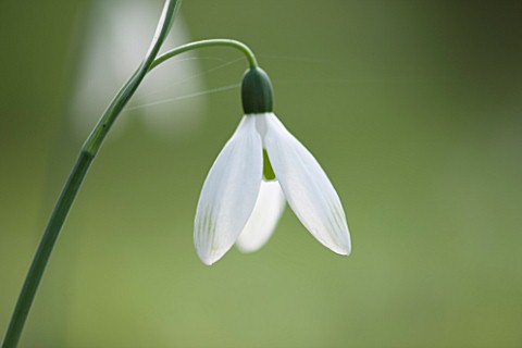 RODE_HALL_AND_GARDENS_CHESHIRE_CLOSE_UP_PLANT_PORTRAIT_OF_WHITE_FLOWER_OF_SNOWDROP__GALANTHUS_COMET_