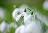 RODE HALL AND GARDENS, CHESHIRE: CLOSE UP PLANT PORTRAIT OF WHITE FLOWER OF SNOWDROP - GALANTHUS S ARNOTT. BULB, FEBRUARY, GREEN AND WHITE