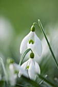 RODE HALL AND GARDENS, CHESHIRE: CLOSE UP PLANT PORTRAIT OF WHITE FLOWER OF SNOWDROP - GALANTHUS NIVALIS. BULB, FEBRUARY, GREEN AND WHITE