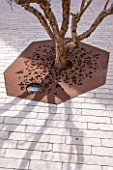 MUCEM, MARSEILLES, FRANCE: THE JARDIN DE MIGRATIONS, FORT SAINT - JEAN. TREE WITH RUSTY METAL PROTECTION AROUND ROOTS. ROOF GARDEN, TERRACE, SHADOW, SHADOWS