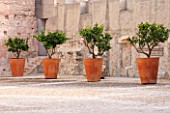 MUCEM, MARSEILLES, FRANCE: THE JARDIN DE MIGRATIONS, FORT SAINT - JEAN. A ROW OF FOUR ORANGE TREES IN TERRACOTTA CONTAINERS ON TERRACE