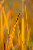 RHS GARDEN, WISLEY, SURREY: CLOSE UP PLANT PORTRAIT OF ORANGE LEAVES OF LIBERTIA PEREGRINANS - GRASS, GRASSES, RUSTY, LEAF, LATE WINTER, SPRING