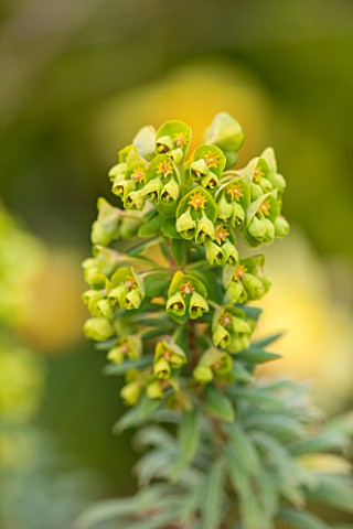 RHS_GARDEN_WISLEY_SURREY_CLOSE_UP_PLANT_PORTRAIT_OF_GREEN_FLOWERS_OF_EUPHORBIA_CHARACIAS_SUBSP_CHARA