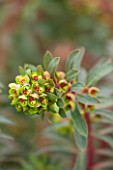 RHS GARDEN, WISLEY, SURREY: CLOSE UP PLANT PORTRAIT OF FLOWERS OF EUPHORBIA X MARTINII - SPURGE, MILKWEED, MARCH, SPRING, FOLIAGE, FLOWER, RED, GREEN