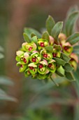 RHS GARDEN, WISLEY, SURREY: CLOSE UP PLANT PORTRAIT OF FLOWERS OF EUPHORBIA X MARTINII . SPURGE, MILKWEED, MARCH, SPRING, FOLIAGE, FLOWER, RED, GREEN, PERENNIAL